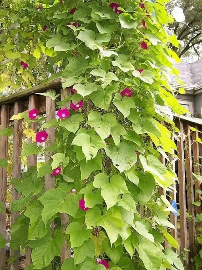 Morning Glory Seeds -Scarlet O'Hara, SEEDS- AAS Flower Award Winner ! - Caribbean garden seed