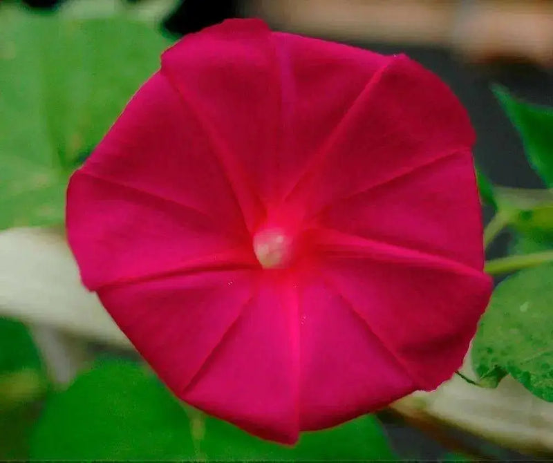 Morning Glory SEEDS ‘Scarlet O’Hara’ (Ipomoea nil) FLOWERS VINE - Caribbean garden seed