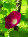 Morning Glory SEEDS ‘Scarlet O’Hara’ (Ipomoea nil) FLOWERS VINE - Caribbean garden seed