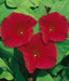 Morning Glory SEEDS ‘Scarlet O’Hara’ (Ipomoea nil) FLOWERS VINE - Caribbean garden seed