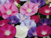 MORNING GLORY Vine , Seeds,Mixed - Caribbean garden seed
