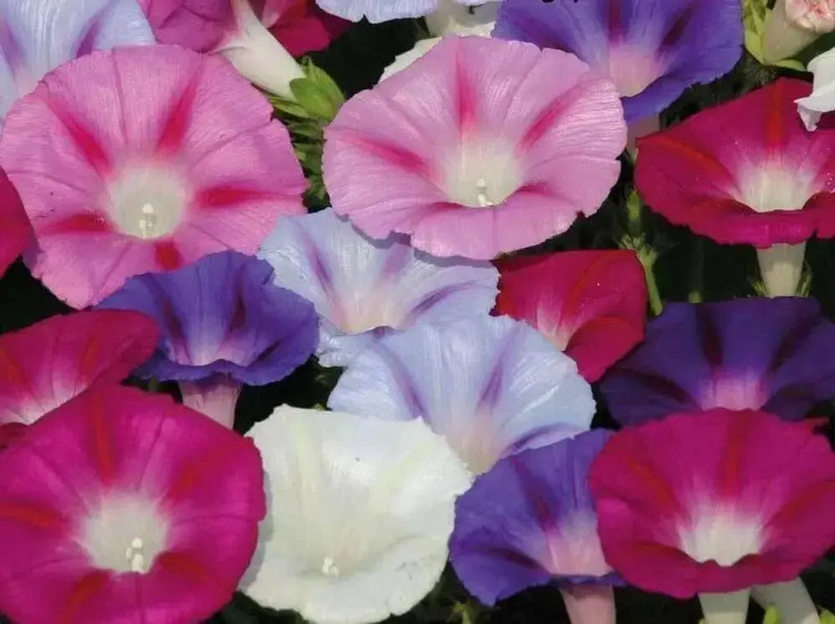 MORNING GLORY Vine , Seeds,Mixed - Caribbean garden seed