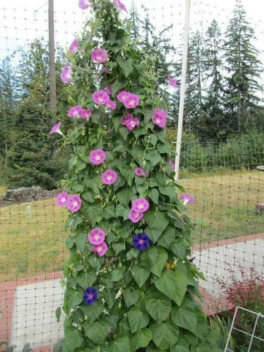 MORNING GLORY Vine , Seeds,Mixed - Caribbean garden seed