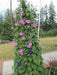 MORNING GLORY Vine , Seeds,Mixed - Caribbean garden seed