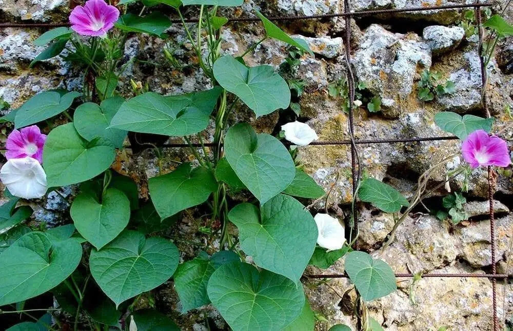 MORNING GLORY Vine , Seeds,Mixed - Caribbean garden seed