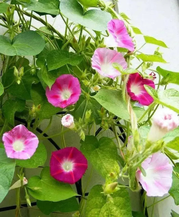 MORNING GLORY Vine , Seeds,Mixed - Caribbean garden seed