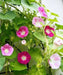 MORNING GLORY Vine , Seeds,Mixed - Caribbean garden seed