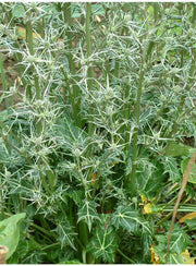 Moroccan Sea Holly, ,Flower Seeds - Caribbean garden seed
