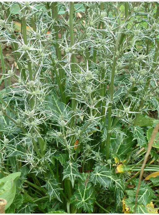 Moroccan Sea Holly, ,Flower Seeds - Caribbean garden seed