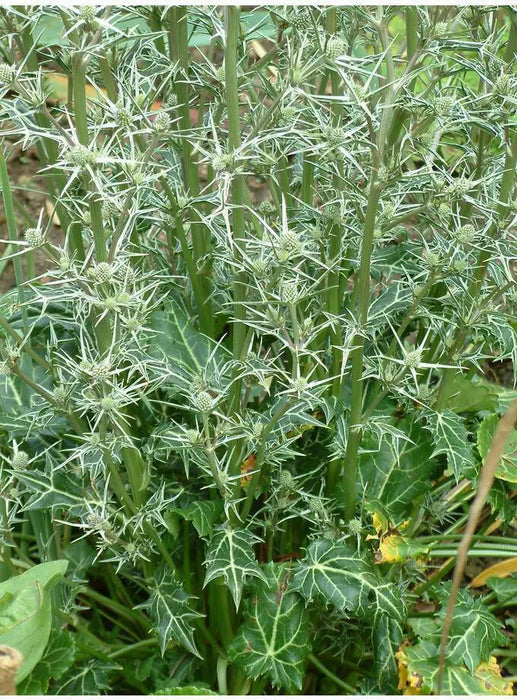 Moroccan Sea Holly, ,Flower Seeds - Caribbean garden seed