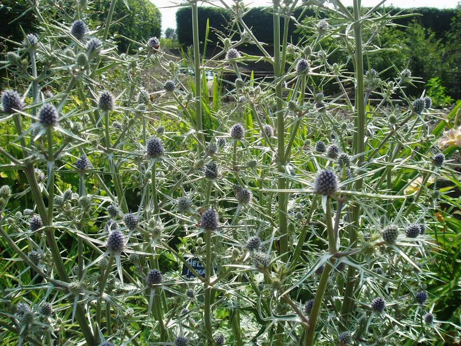 Moroccan Sea Holly, ,Flower Seeds - Caribbean garden seed