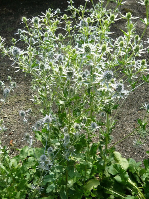 Moroccan Sea Holly, ,Flower Seeds - Caribbean garden seed