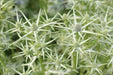 Moroccan Sea Holly, ,Flower Seeds - Caribbean garden seed