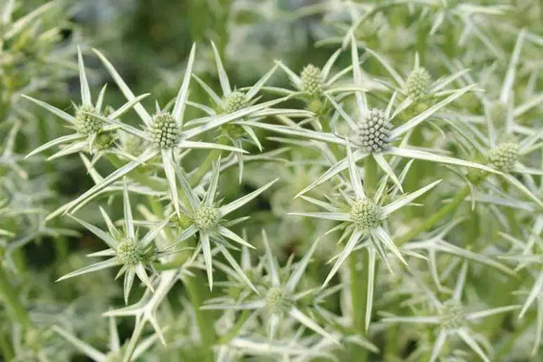 Moroccan Sea Holly, ,Flower Seeds - Caribbean garden seed