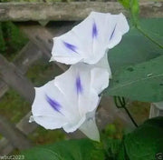 Morning Glory Seeds - Shiva (Ipomoea Purpurea Shiva)  10 Flowers Seeds~PERENNIAL - Caribbean garden seed