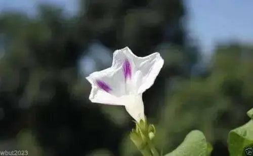Morning Glory Seeds - Shiva (Ipomoea Purpurea Shiva)  10 Flowers Seeds~PERENNIAL - Caribbean garden seed