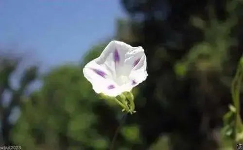 Morning Glory Seeds - Shiva (Ipomoea Purpurea Shiva)  10 Flowers Seeds~PERENNIAL - Caribbean garden seed