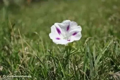 Morning Glory Seeds - Shiva (Ipomoea Purpurea Shiva)  10 Flowers Seeds~PERENNIAL - Caribbean garden seed