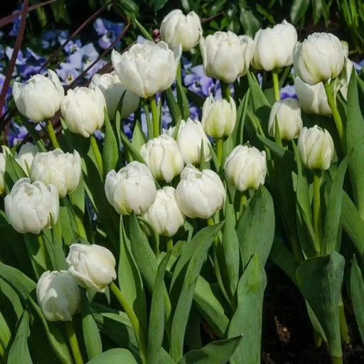 Mount Tacoma - Double Late Tulip Bulbs-12/+cm, Excellent for Bouquets Flower - Caribbean garden seed