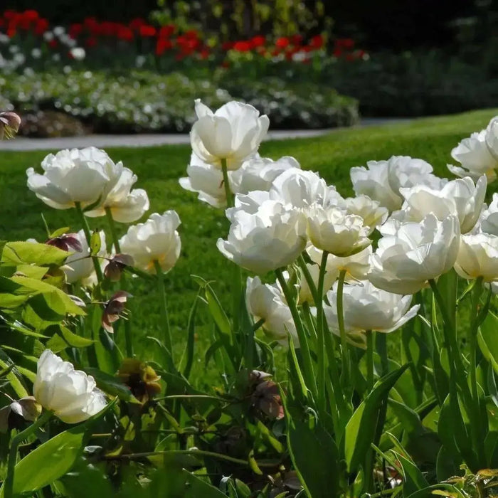 Mount Tacoma - Double Late Tulip Bulbs-12/+cm, Excellent for Bouquets Flower - Caribbean garden seed