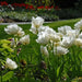 Mount Tacoma - Double Late Tulip Bulbs-12/+cm, Excellent for Bouquets Flower - Caribbean garden seed