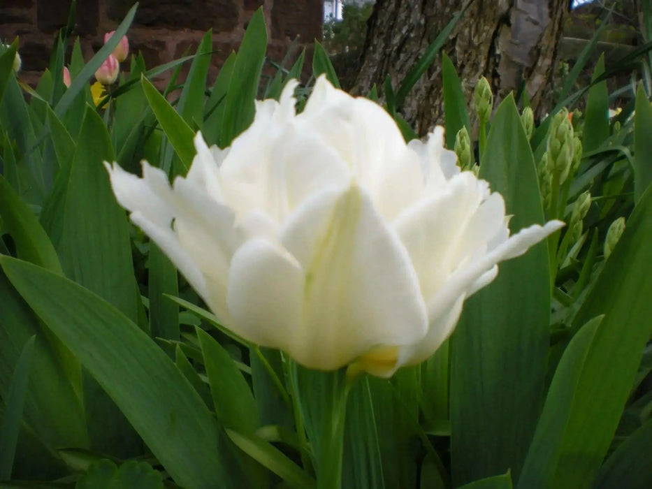 Mount Tacoma - Double Late Tulip Bulbs-12/+cm, Excellent for Bouquets Flower - Caribbean garden seed