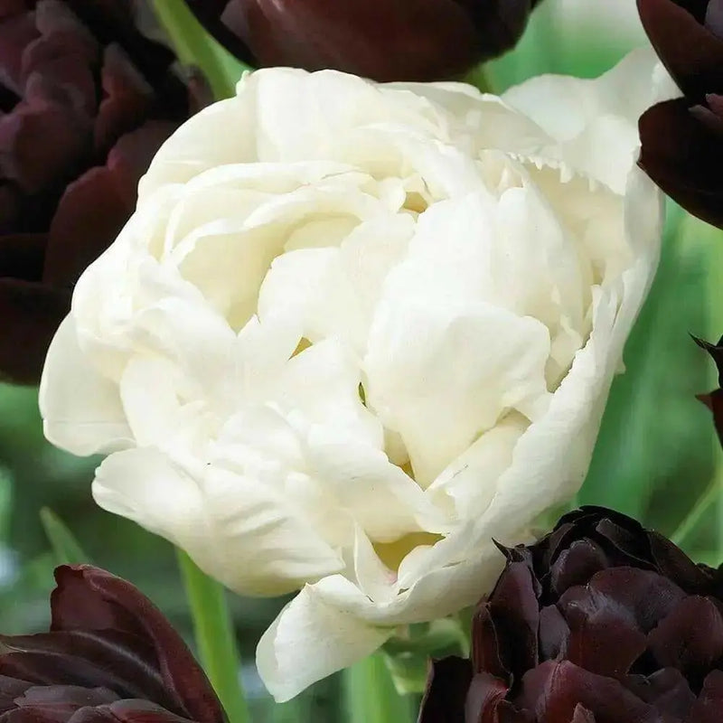 Mount Tacoma - Double Late Tulip Bulbs-12/+cm, Excellent for Bouquets Flower - Caribbean garden seed