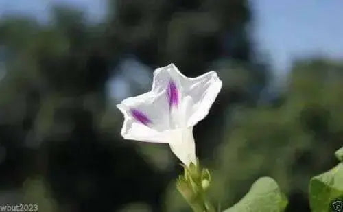 Morning Glory Seeds - Shiva, PERENNIAL flowers vine - Caribbean garden seed