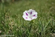 Morning Glory Seeds - Shiva, PERENNIAL flowers vine - Caribbean garden seed