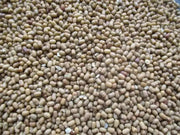 Moth/Muth Beans Plant Seeds, Turkish gram (Vigna aconitifolia) Utreated - Caribbean garden seed