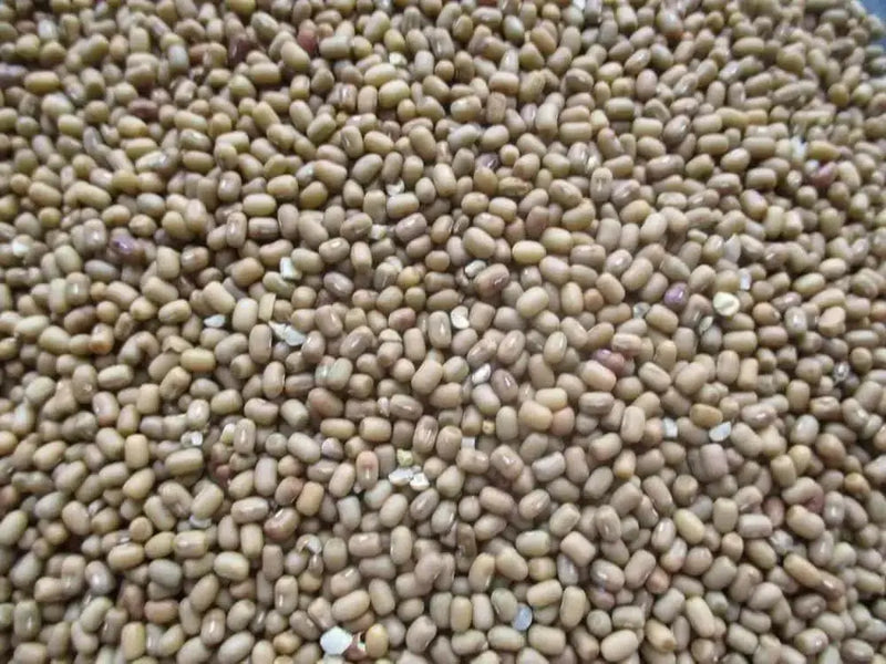 Moth/Muth Beans Plant Seeds, Turkish gram (Vigna aconitifolia) Utreated - Caribbean garden seed