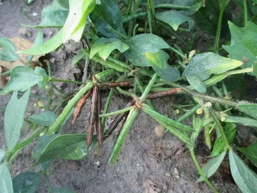 Moth/Muth Beans Plant Seeds, Turkish gram (Vigna aconitifolia) Utreated - Caribbean garden seed