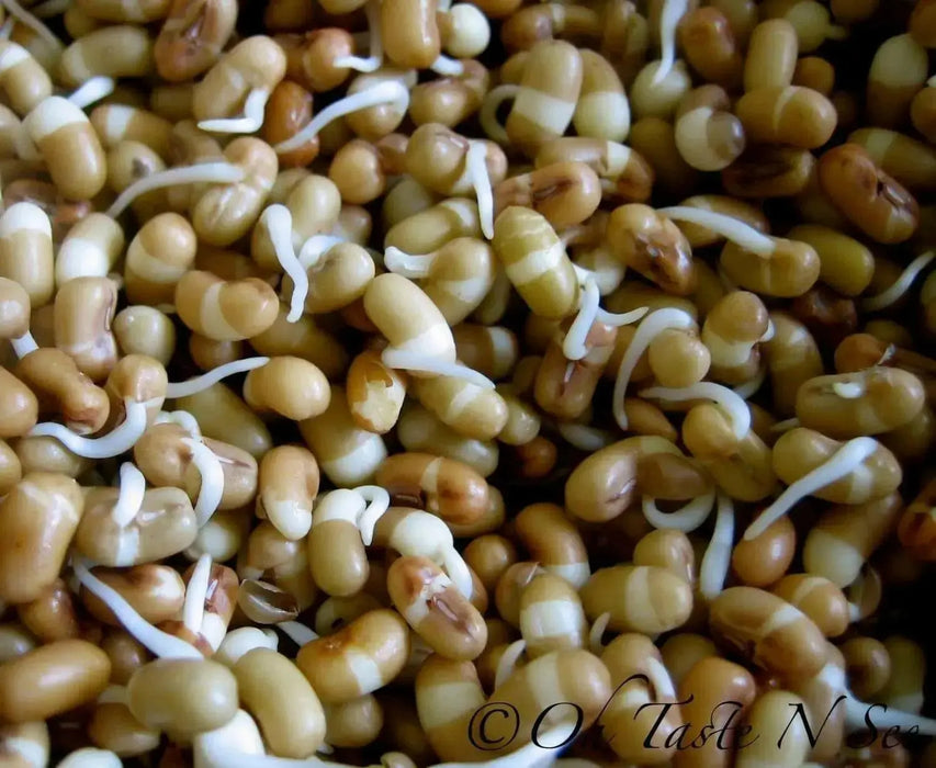 Moth/Muth Beans Plant Seeds, Turkish gram (Vigna aconitifolia) Utreated - Caribbean garden seed
