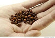 Moth/Muth Beans Plant Seeds, Turkish gram (Vigna aconitifolia) Utreated - Caribbean garden seed