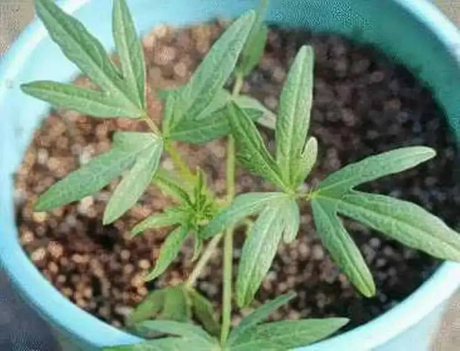 Moth/Muth Beans Plant Seeds, Turkish gram (Vigna aconitifolia) Utreated - Caribbean garden seed