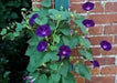 Morning Glory Seeds, Ipomea nil (Purple Morning Glory)Grandpa Ott Purple Morning Glory -Quality Untreated Seeds - Caribbean garden seed