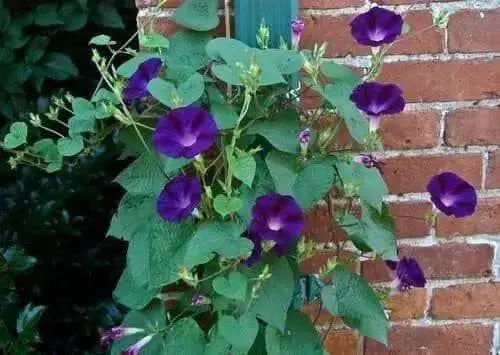 Morning Glory Seeds, Ipomea nil (Purple Morning Glory)Grandpa Ott Purple Morning Glory -Quality Untreated Seeds - Caribbean garden seed