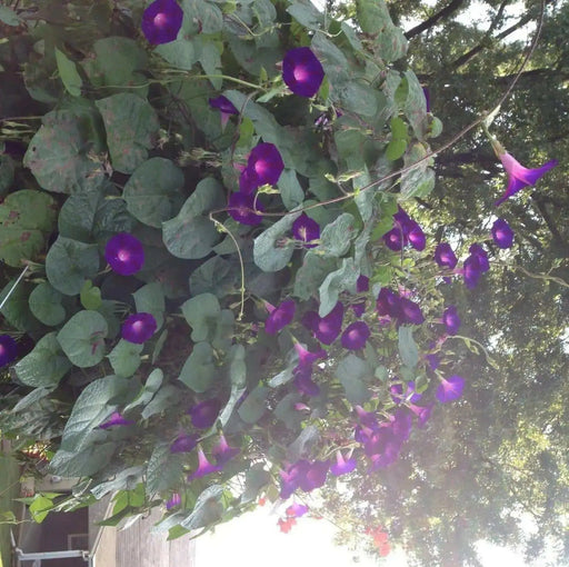 Morning Glory Seeds, Ipomea nil (Purple Morning Glory)Grandpa Ott Purple Morning Glory -Quality Untreated Seeds - Caribbean garden seed