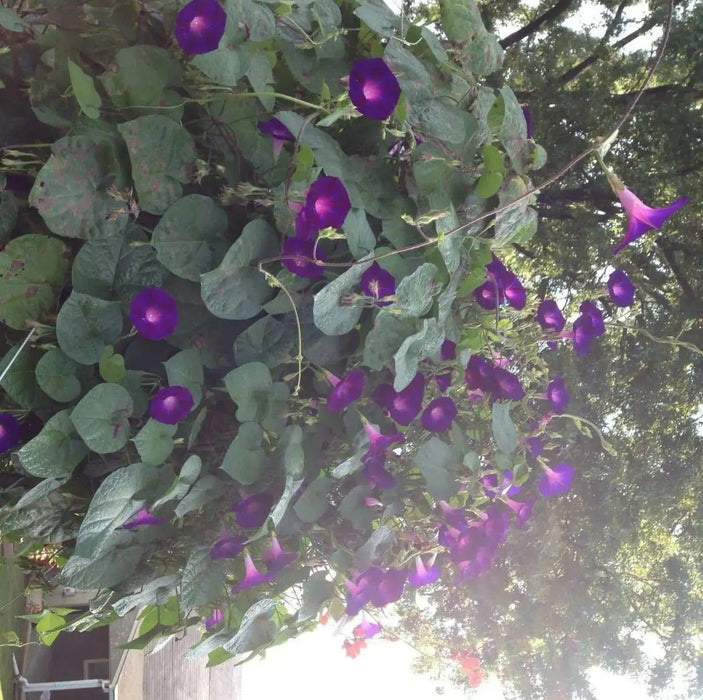 Morning Glory Seeds, Ipomea nil (Purple Morning Glory)Grandpa Ott Purple Morning Glory -Quality Untreated Seeds - Caribbean garden seed