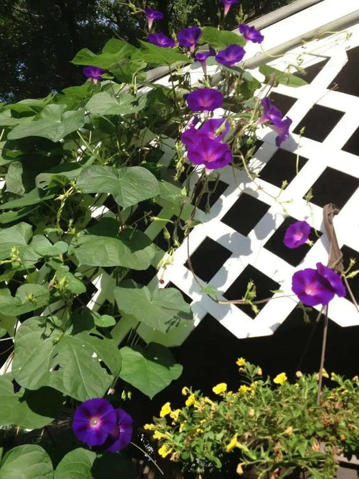 Morning Glory Seeds, Ipomea nil (Purple Morning Glory)Grandpa Ott Purple Morning Glory -Quality Untreated Seeds - Caribbean garden seed