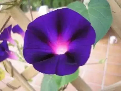Morning Glory Seeds, Ipomea nil (Purple Morning Glory)Grandpa Ott Purple Morning Glory -Quality Untreated Seeds - Caribbean garden seed