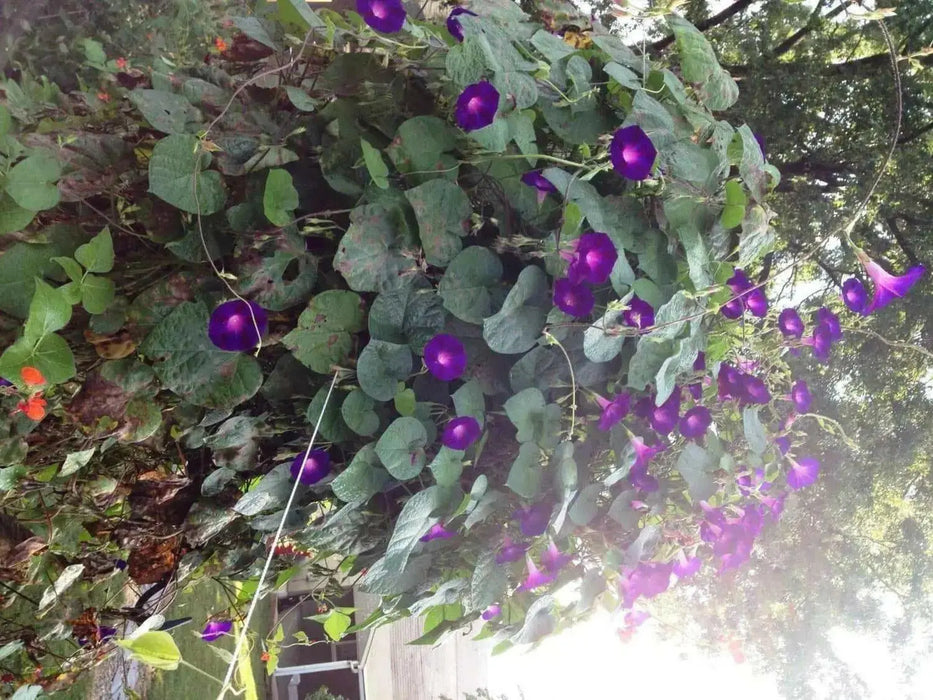 Morning Glory Seeds, Ipomea nil (Purple Morning Glory)Grandpa Ott Purple Morning Glory -Quality Untreated Seeds - Caribbean garden seed