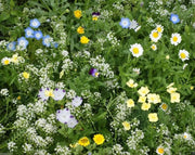 Mountain Wildflower Mix,(8 ozs) FLOWERS SEED - Caribbean garden seed