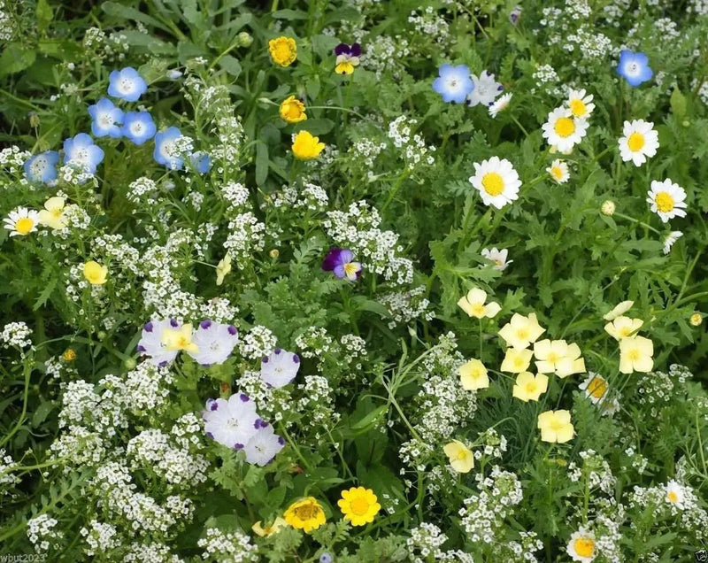 Mountain Wildflower Mix,(8 ozs) FLOWERS SEED - Caribbean garden seed