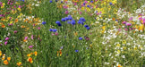 Mountain Wildflower Mix,(8 ozs) FLOWERS SEED - Caribbean garden seed