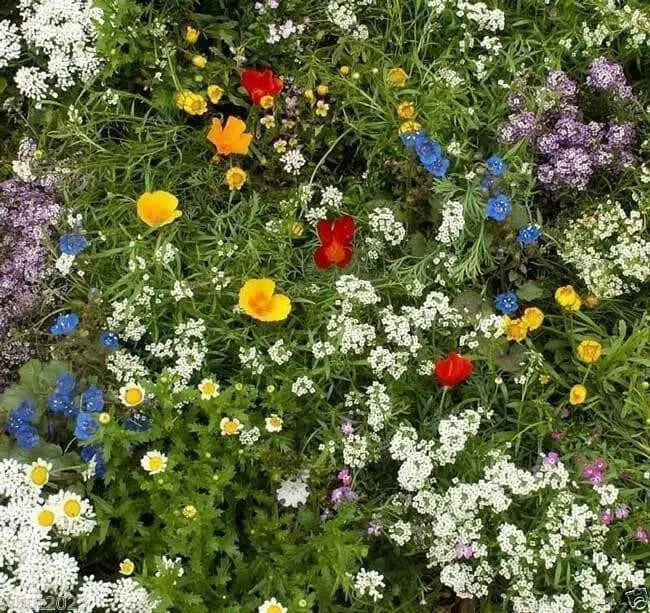 Mountain Wildflower Mix,(8 ozs) FLOWERS SEED - Caribbean garden seed
