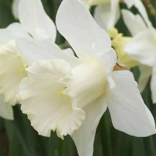 Mount Hood Daffodil Bulbs, Excellent Naturalizer - Caribbean garden seed