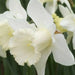 Mount Hood Daffodil Bulbs, Excellent Naturalizer - Caribbean garden seed