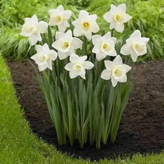 Mount Hood Daffodil Bulbs, Excellent Naturalizer - Caribbean garden seed