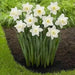 Mount Hood Daffodil Bulbs, Excellent Naturalizer - Caribbean garden seed